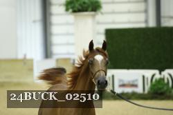 24BUCK_02510 proof