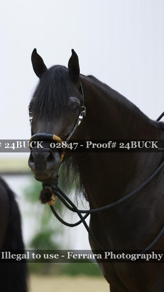 Proof 24BUCK_02847