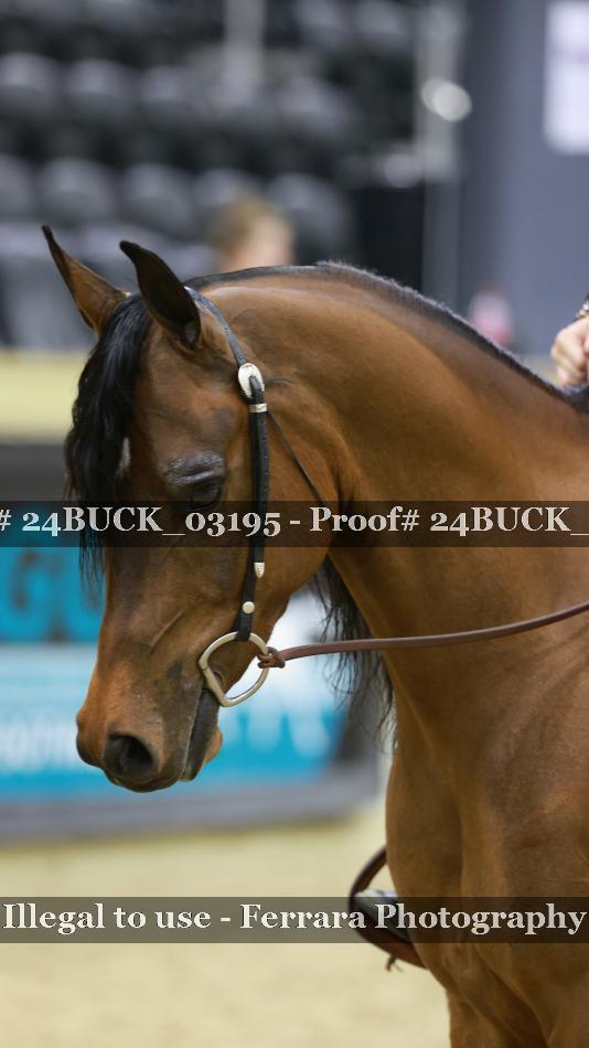 Proof 24BUCK_03195