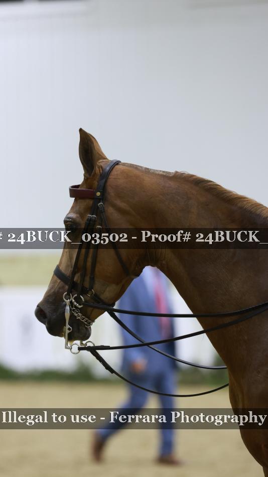 Proof 24BUCK_03502