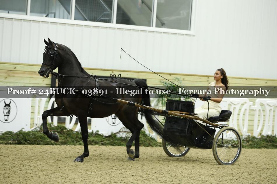Proof 24BUCK_03891