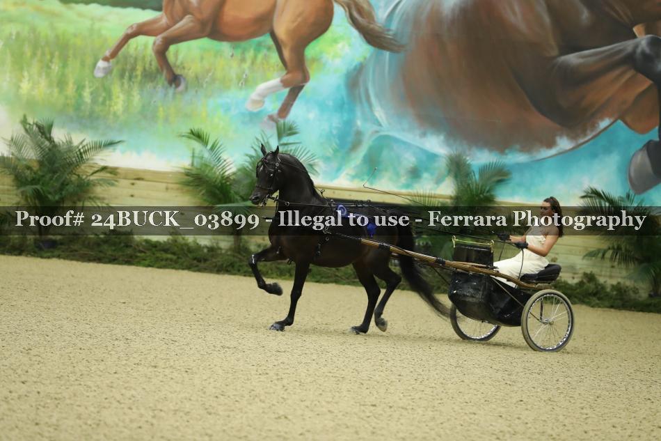 Proof 24BUCK_03899