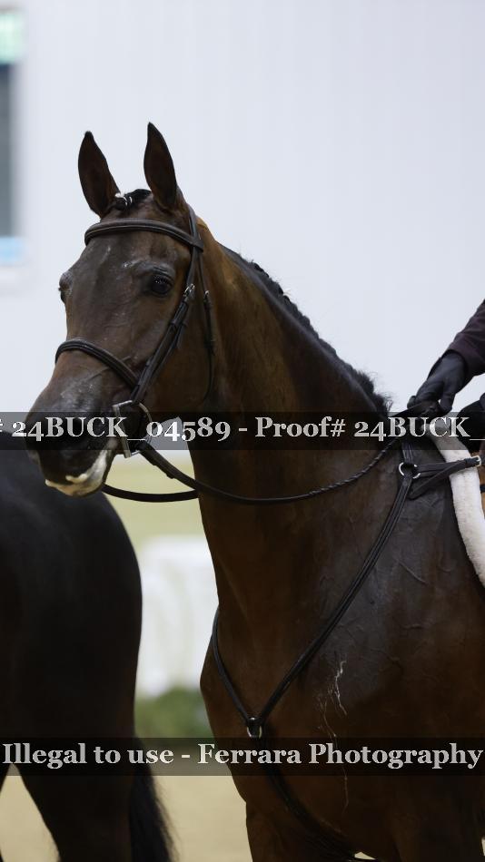 Proof 24BUCK_04589