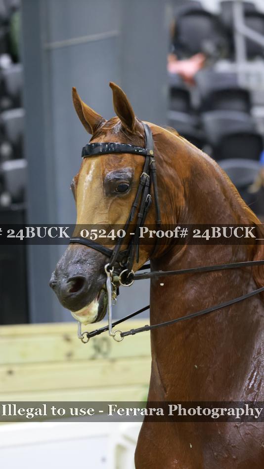 Proof 24BUCK_05240