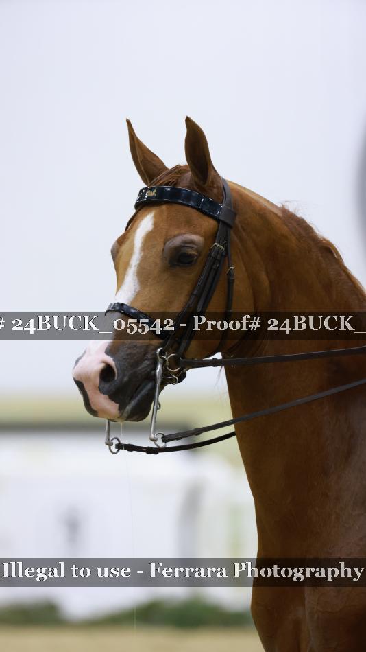 Proof 24BUCK_05542