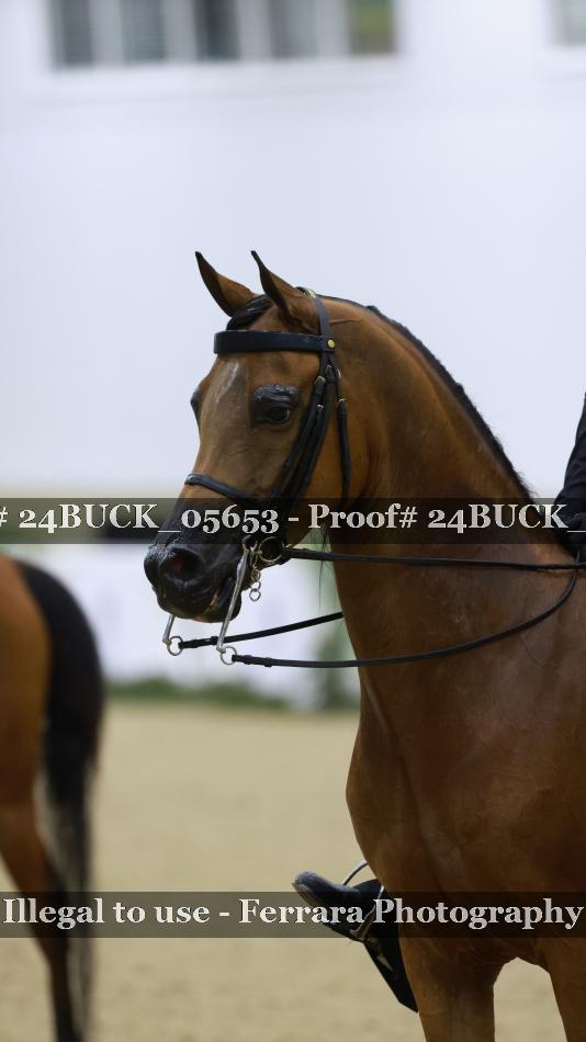 Proof 24BUCK_05653