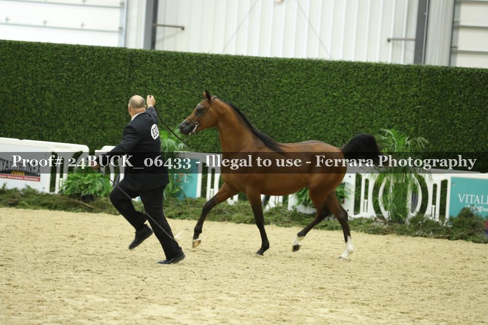 Proof 24BUCK_06433