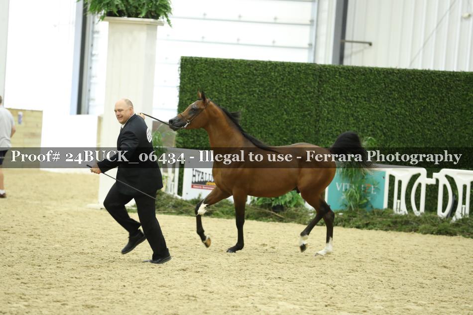 Proof 24BUCK_06434