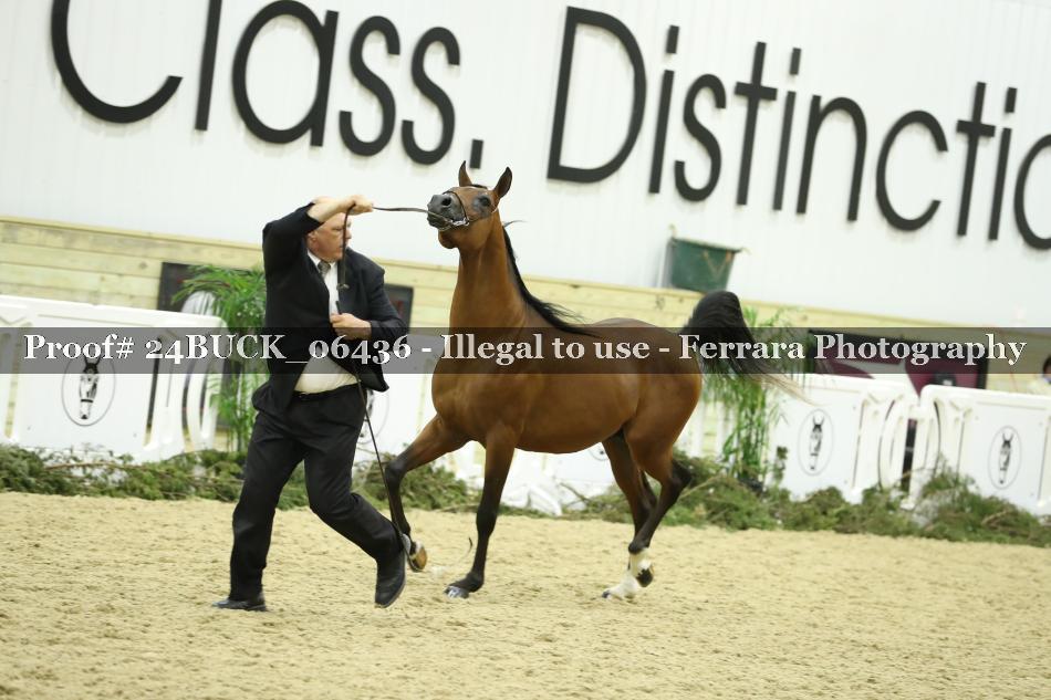 Proof 24BUCK_06436