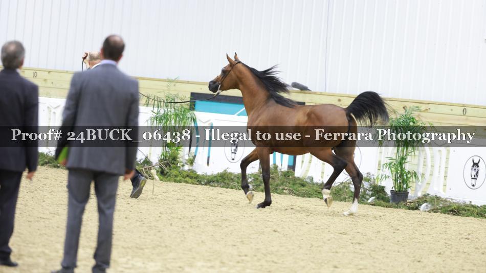 Proof 24BUCK_06438