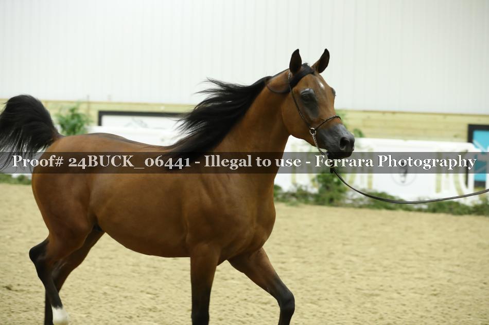 Proof 24BUCK_06441