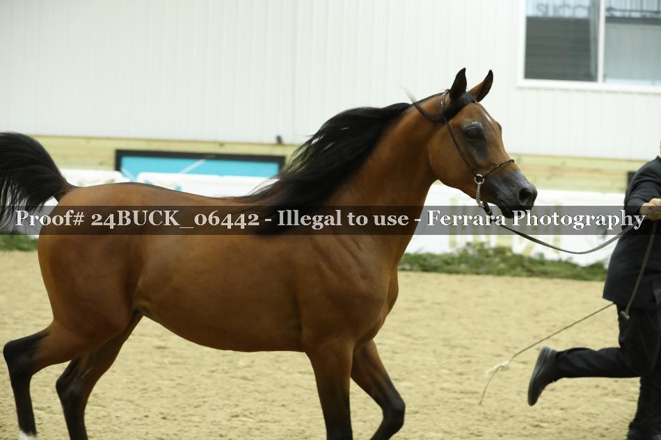 Proof 24BUCK_06442