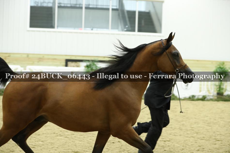Proof 24BUCK_06443