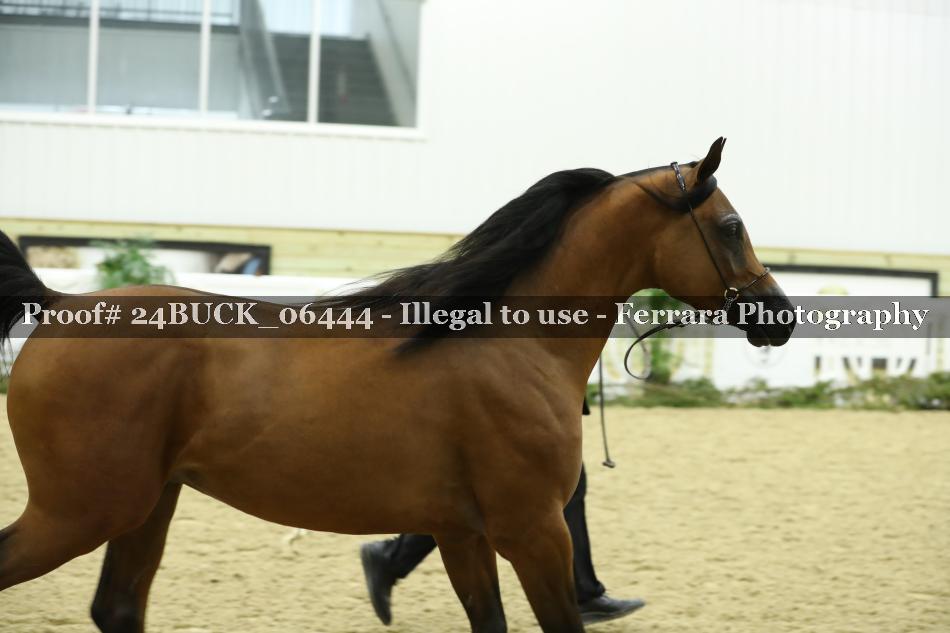 Proof 24BUCK_06444
