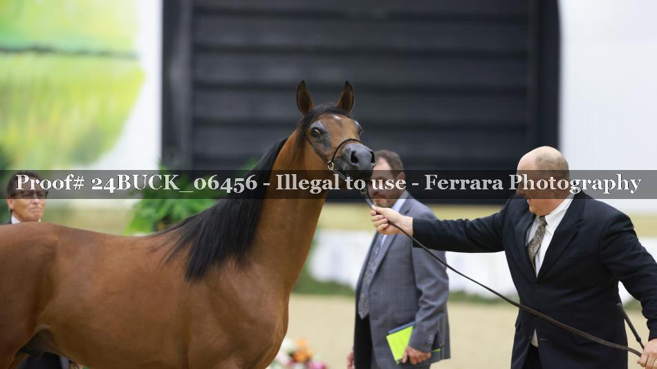 Proof 24BUCK_06456