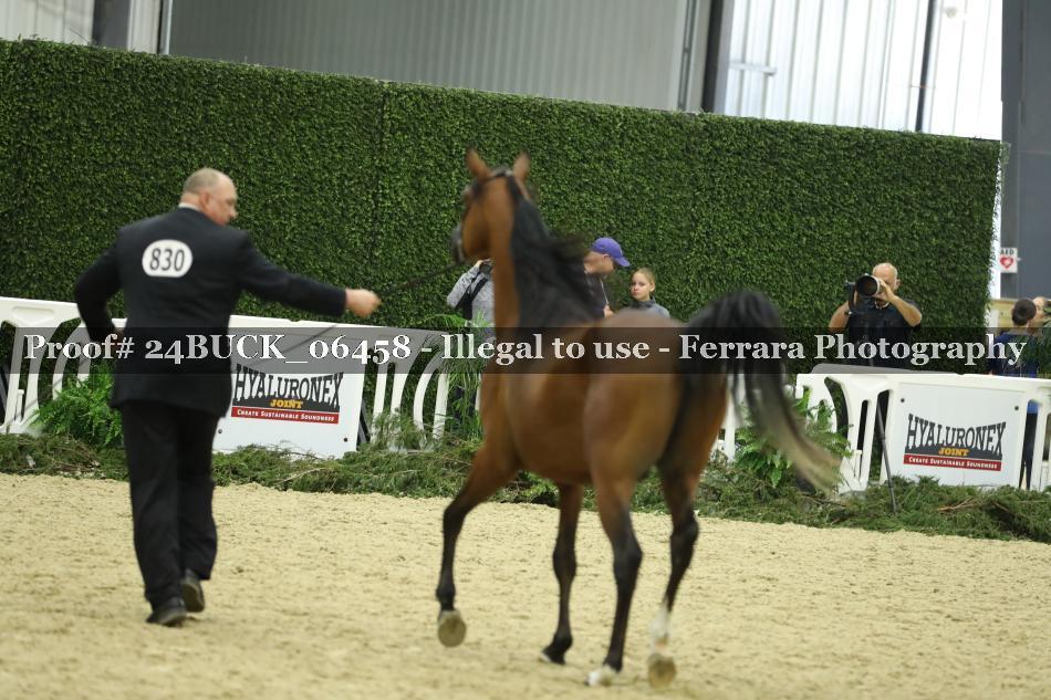 Proof 24BUCK_06458