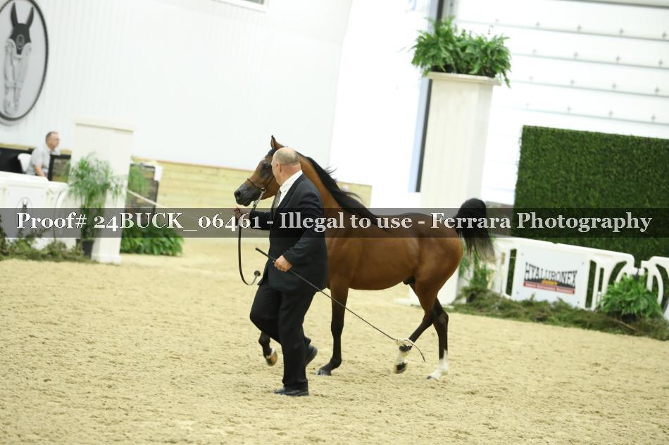 Proof 24BUCK_06461