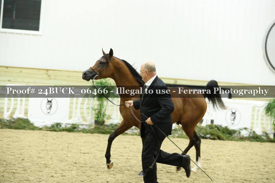 Proof 24BUCK_06466