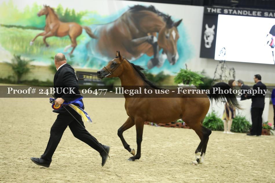 Proof 24BUCK_06477