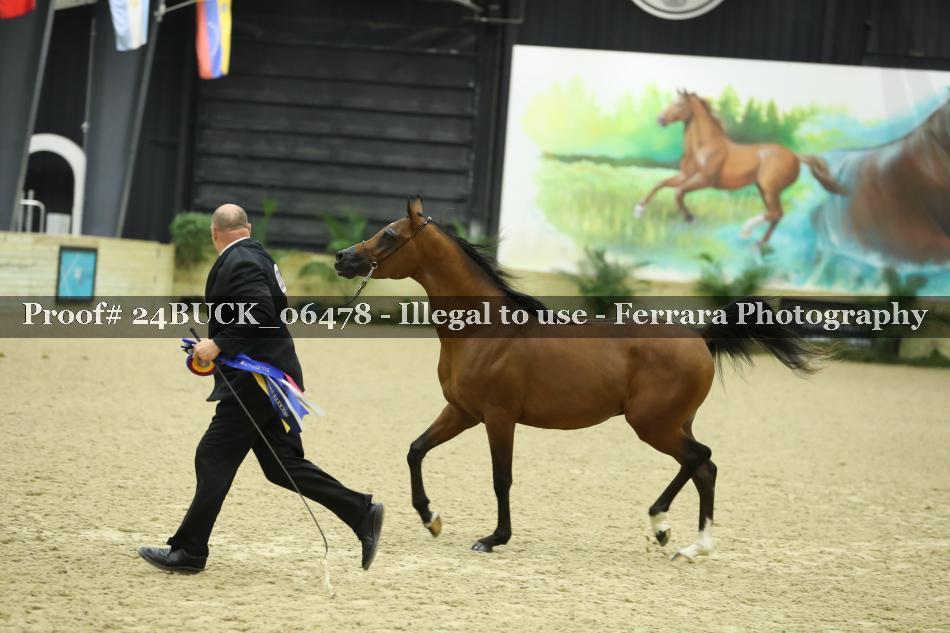 Proof 24BUCK_06478