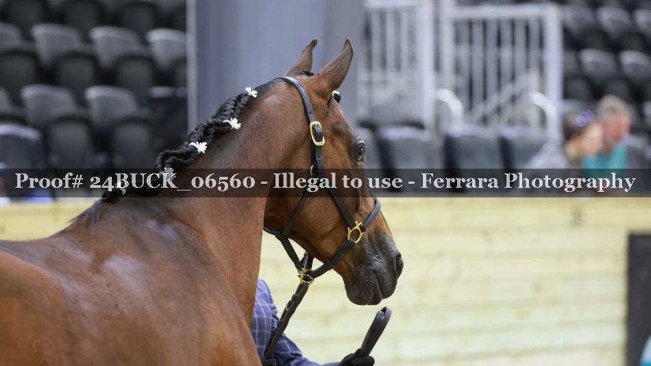 Proof 24BUCK_06560
