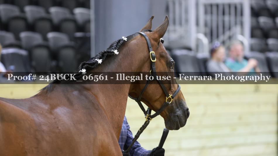 Proof 24BUCK_06561