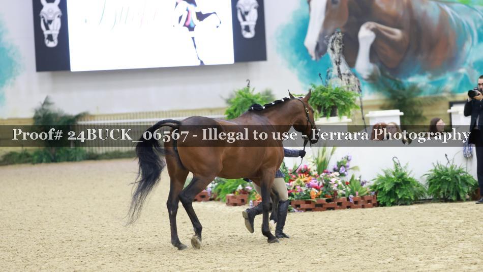 Proof 24BUCK_06567