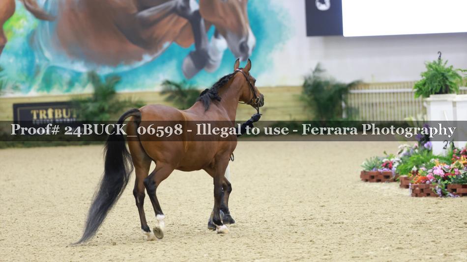 Proof 24BUCK_06598