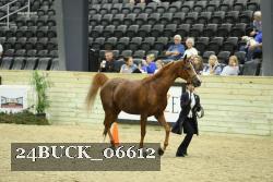 24BUCK_06612 proof