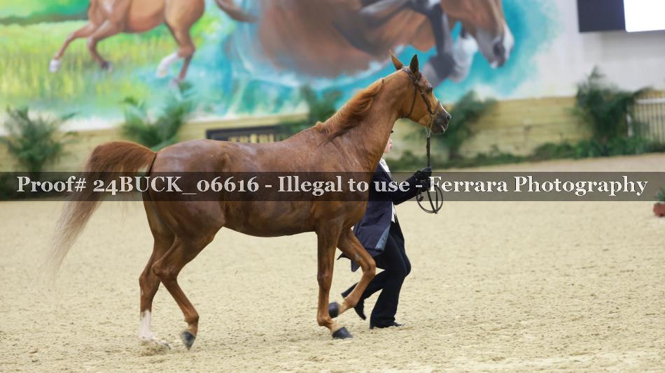 Proof 24BUCK_06616