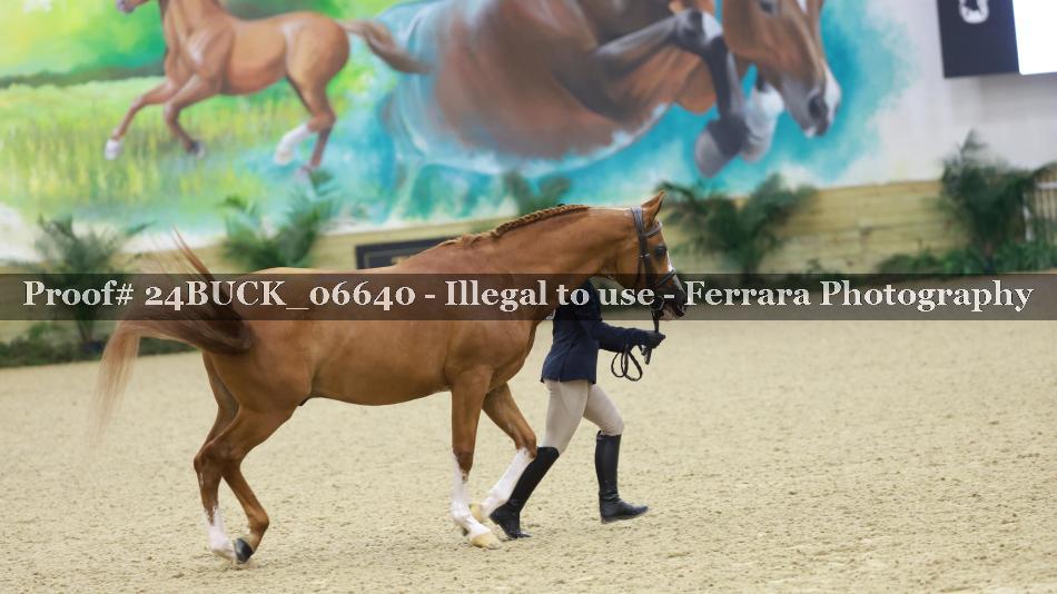 Proof 24BUCK_06640
