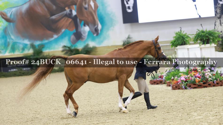 Proof 24BUCK_06641