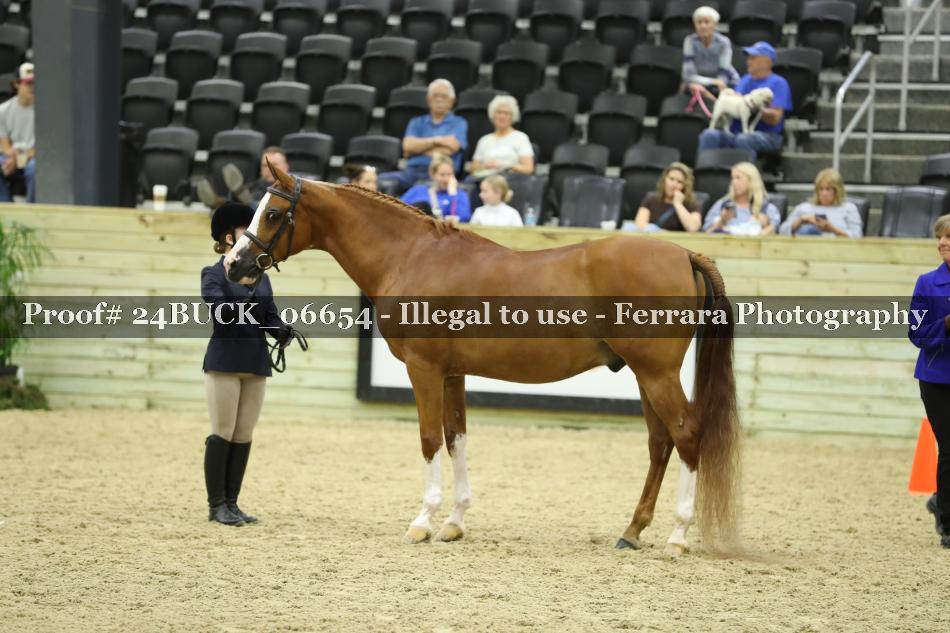Proof 24BUCK_06654