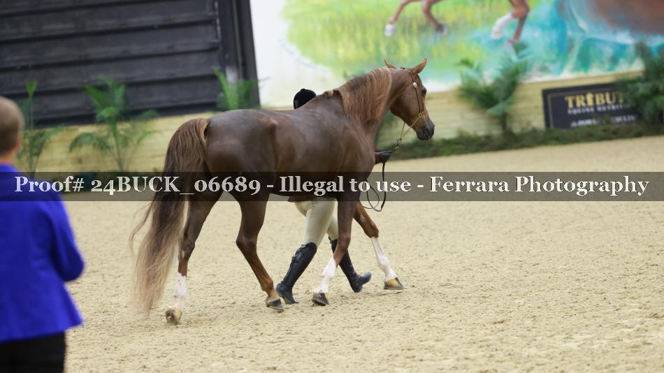 Proof 24BUCK_06689