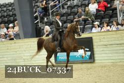 24BUCK_07537 proof