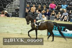 24BUCK_09900 proof