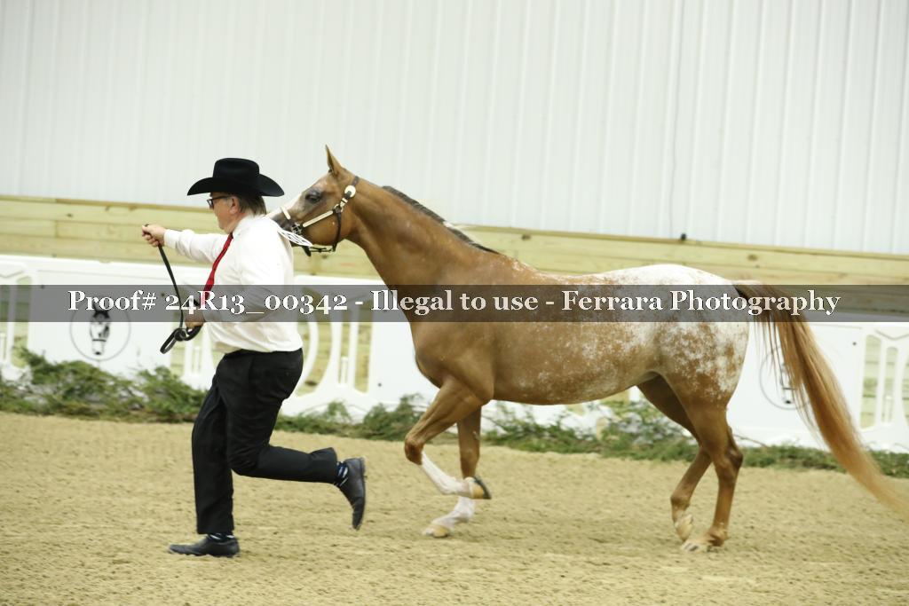Proof 24R13_00342