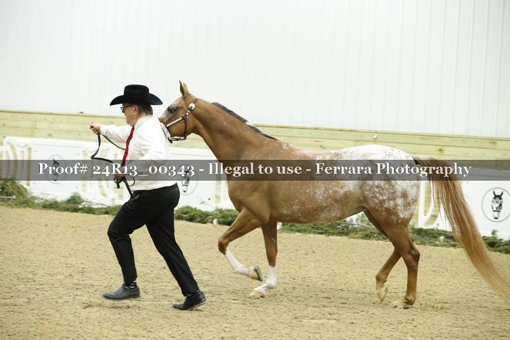 Proof 24R13_00343