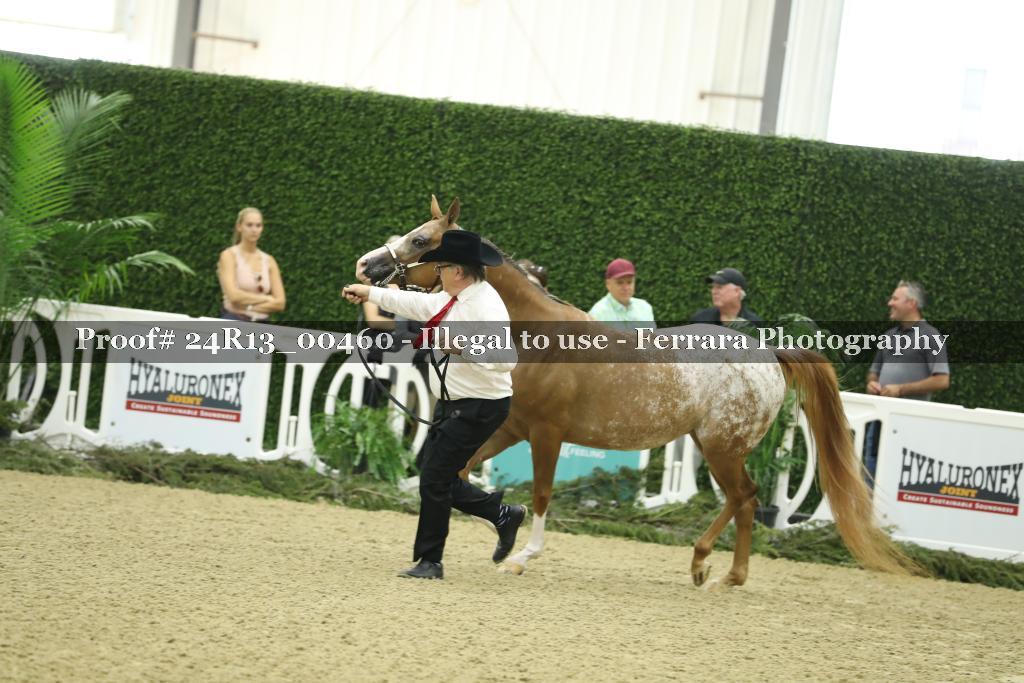 Proof 24R13_00460
