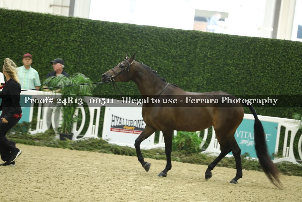 Proof 24R13_00511