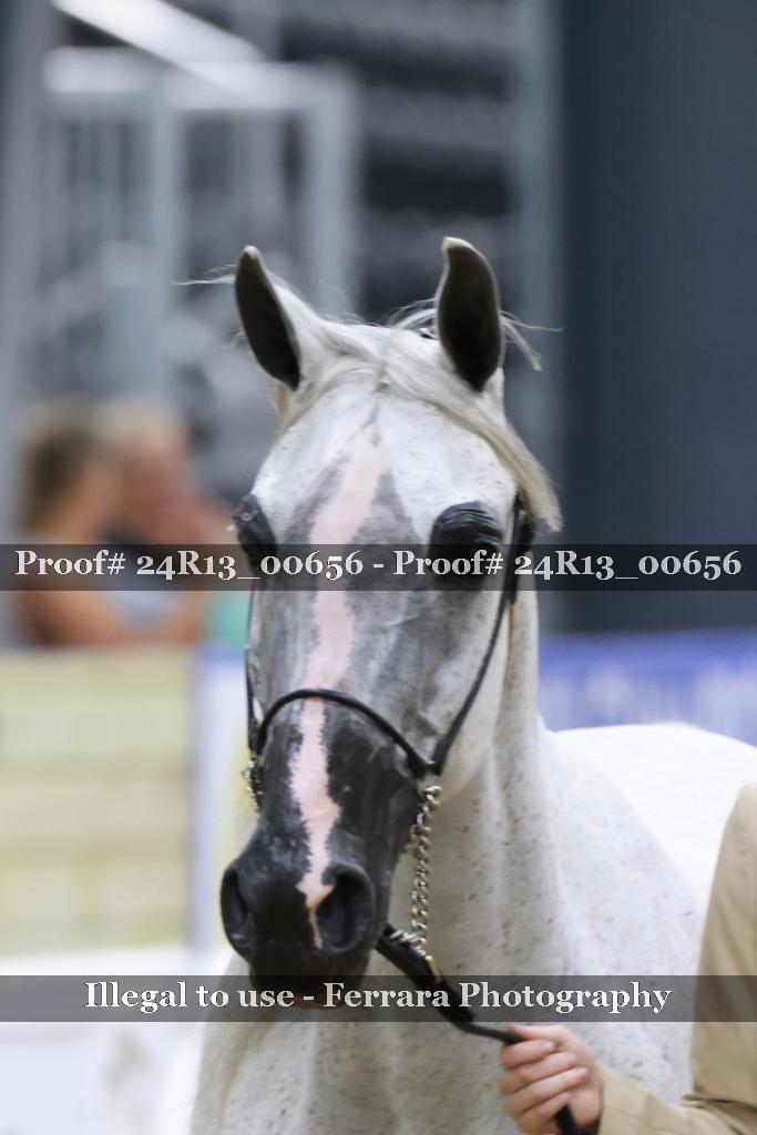 Proof 24R13_00656