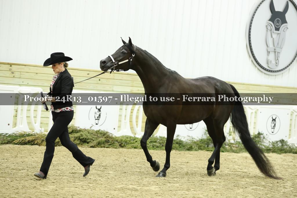 Proof 24R13_01597