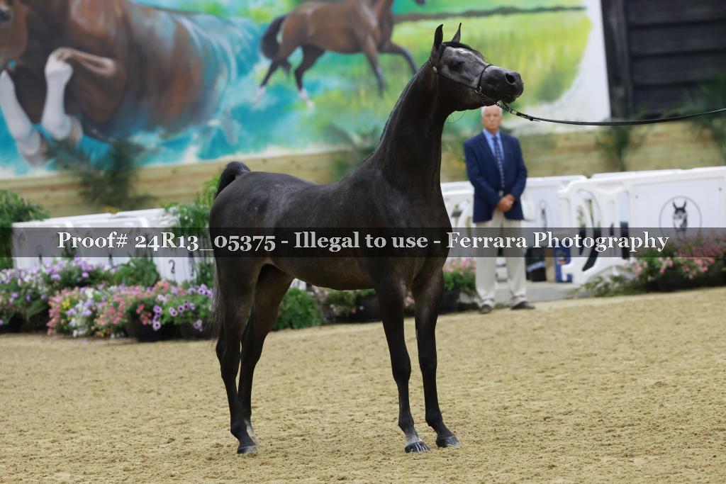 Proof 24R13_05375