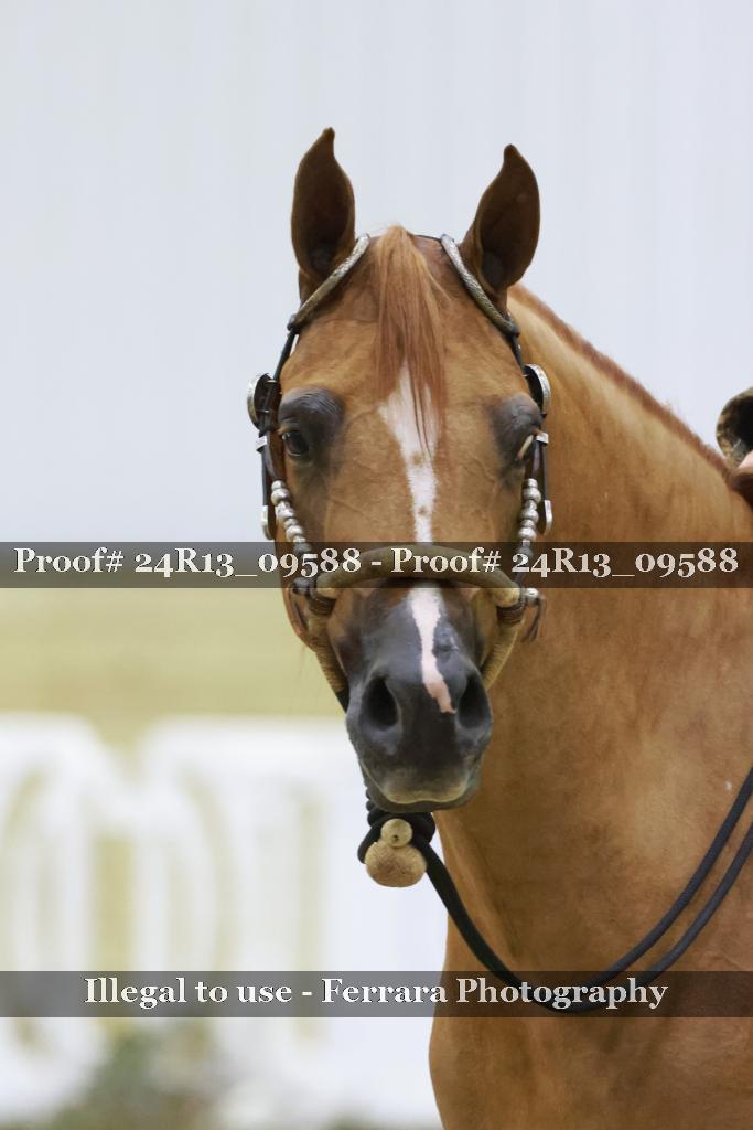 Proof 24R13_09588