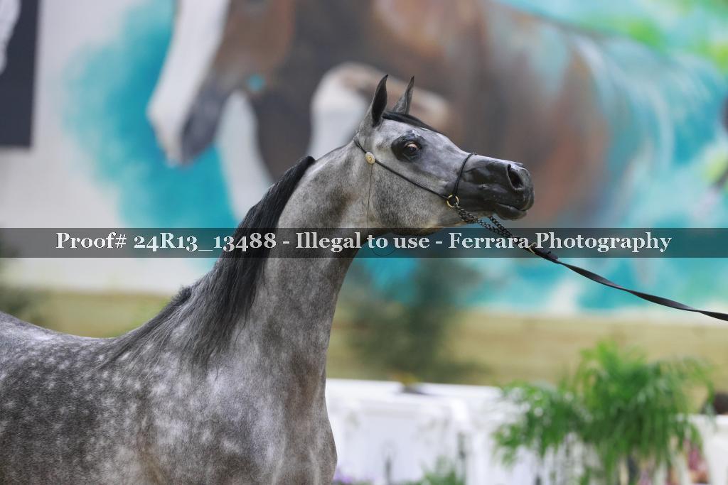 Proof 24R13_13488
