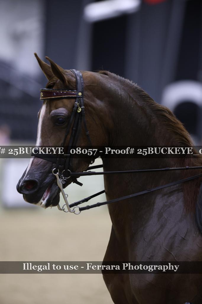 Proof 25BUCKEYE_08057