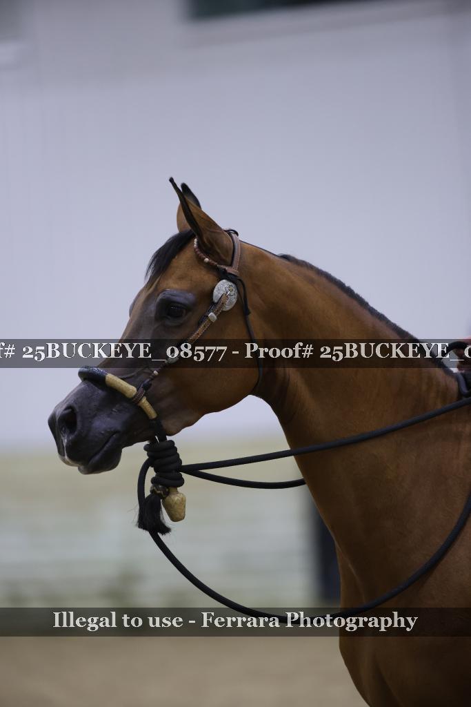Proof 25BUCKEYE_08577
