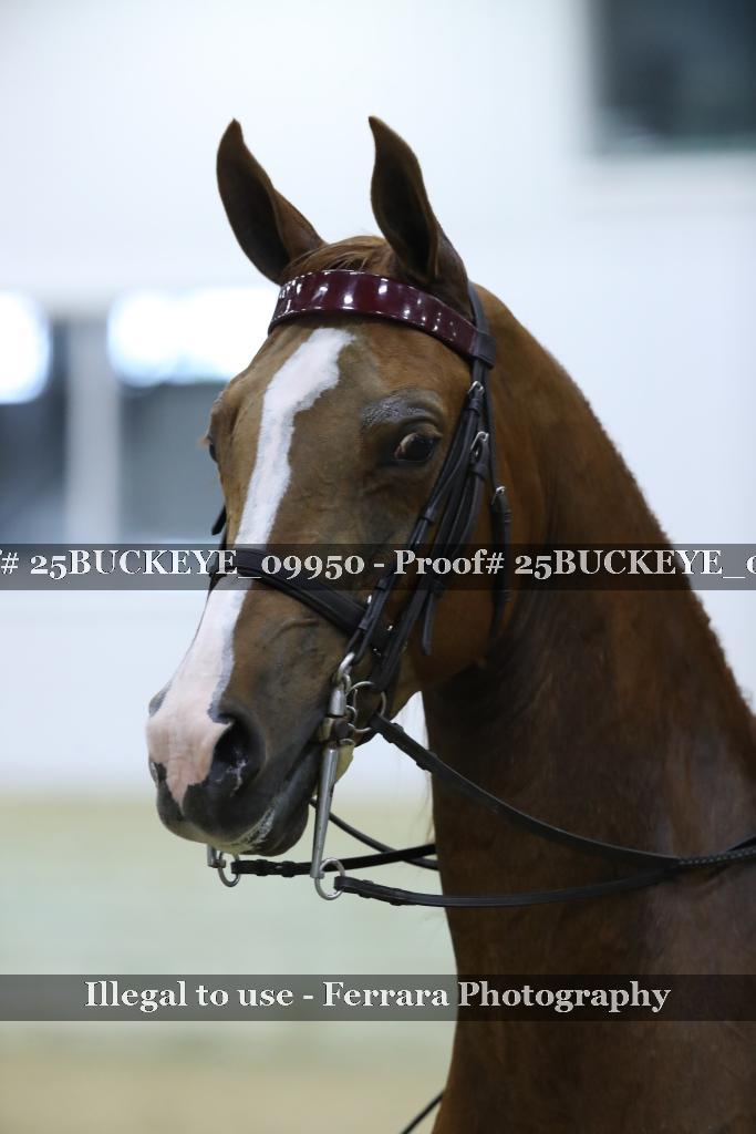 Proof 25BUCKEYE_09950
