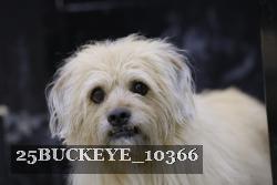 25BUCKEYE_10366 proof