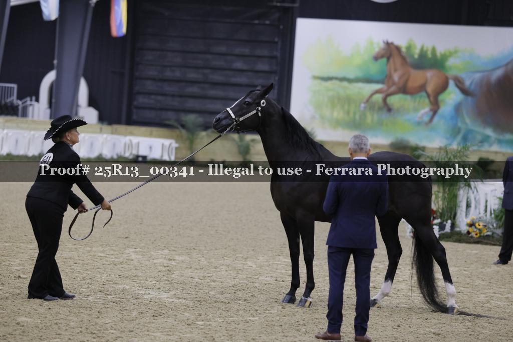 Proof 25R13_00341
